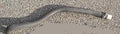 Upper Radiator Feed Hose for 86-91 2.1L Vanagons